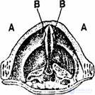 13. Mental Processes of Speech