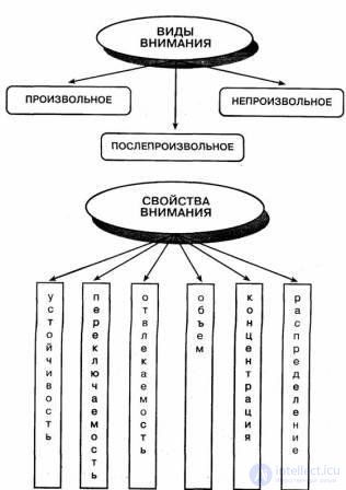 14. Mental processes Attention