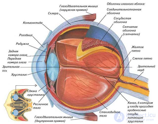 5 Physiology and hygiene of sensory systems.  Human visual and auditory system