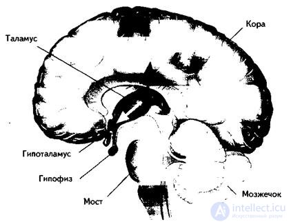 7. PSYCHOPHYSIOLOGY OF EMOTIONS