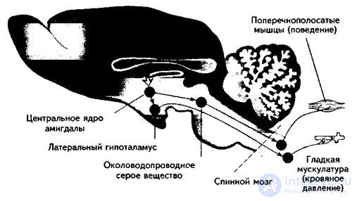 7. PSYCHOPHYSIOLOGY OF EMOTIONS