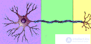 2. METHODS OF PSYCHOPHYSIOLOGY