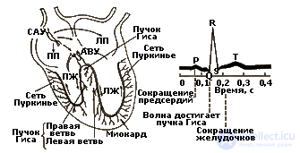 2.3. Indicators of Cardiovascular System Activity, Muscular System Activity, Eye Reactions
