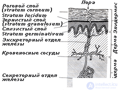 2. METHODS OF PSYCHOPHYSIOLOGY