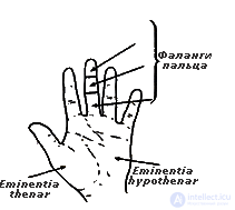 2.2. Electrical Activity of the Skin