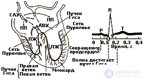 2. METHODS OF PSYCHOPHYSIOLOGY