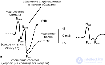 2. METHODS OF PSYCHOPHYSIOLOGY