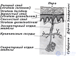 2.2. Electrical Activity of the Skin