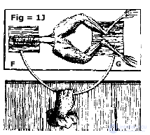 2.3. Indicators of Cardiovascular System Activity, Muscular System Activity, Eye Reactions