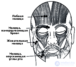   4. PSYCHOPHYSIOLOGY OF EMOTIONAL NEEDS AREA 