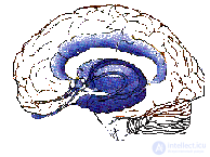   4. PSYCHOPHYSIOLOGY OF EMOTIONAL NEEDS AREA 