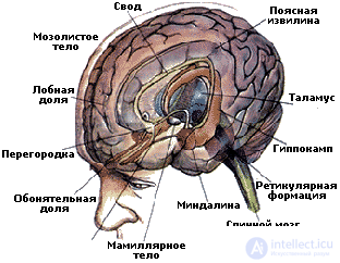   4. PSYCHOPHYSIOLOGY OF EMOTIONAL NEEDS AREA 