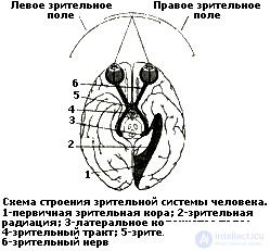 5. PSYCHOPHYSIOLOGY PERCEPTION