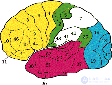 7. PSYCHOPHYSIOLOGY OF MEMORY