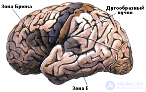 8. PSYCHOPHYSIOLOGY OF VERBAL PROCESSES