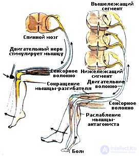 10. PSYCHOPHYSIOLOGY OF MOTOR ACTIVITY