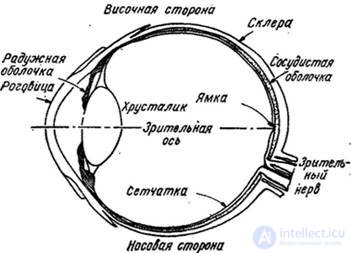   2.2.  EYE 