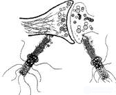   Types of evolution.  Three possible paths of development.  FON-Neumann structure.  Nanotechnology.  Tunnel microscope.  Immortality. 