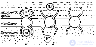   Neural networks.  Model 1 (Hodgkin-Huxley).  Model 2. Model 3 (discrete level).  Model 4 (neural network model). 