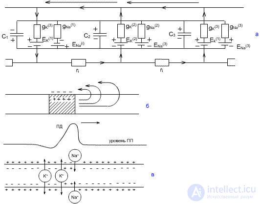   Neural networks.  Model 1 (Hodgkin-Huxley).  Model 2. Model 3 (discrete level).  Model 4 (neural network model). 