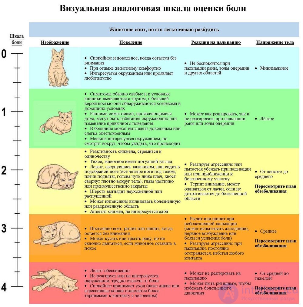 Recognizing Signs of Pain in Animals