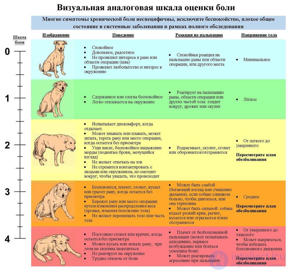 Recognizing Signs of Pain in Animals