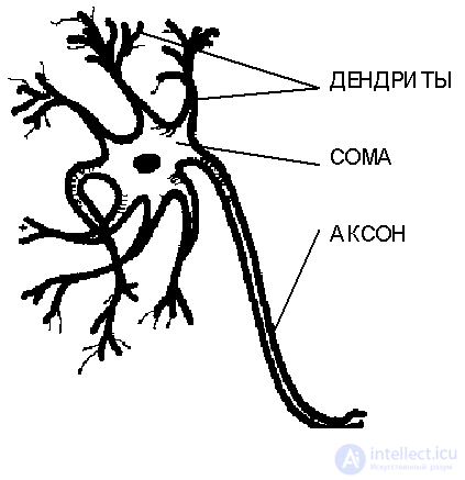   Biological neuron and its cybernetic model. 