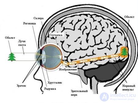 13. The process of obtaining visual information by a person and a computer vision system.  Features registration of visual information in the image processing system.