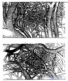   7. Fractals.  7.1 The Inevitability of Fractals 