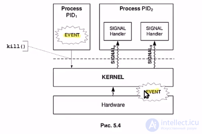   13 Signals in Linux 