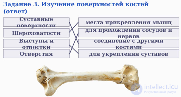 Anatomy, Physiology and Hygiene of the Musculoskeletal System