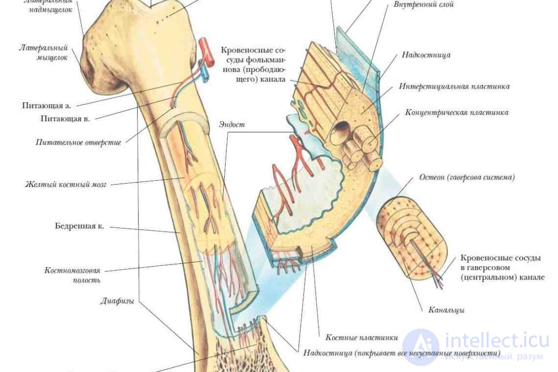 Anatomy, Physiology and Hygiene of the Musculoskeletal System
