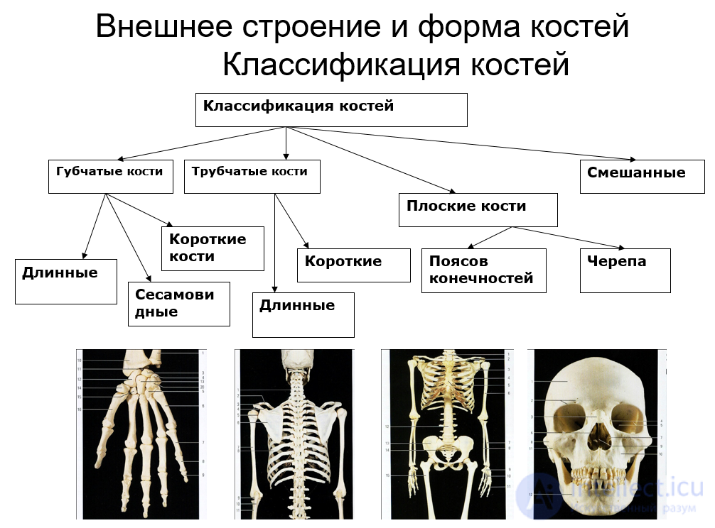 Anatomy, Physiology and Hygiene of the Musculoskeletal System