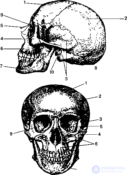 Anatomy, Physiology and Hygiene of the Musculoskeletal System
