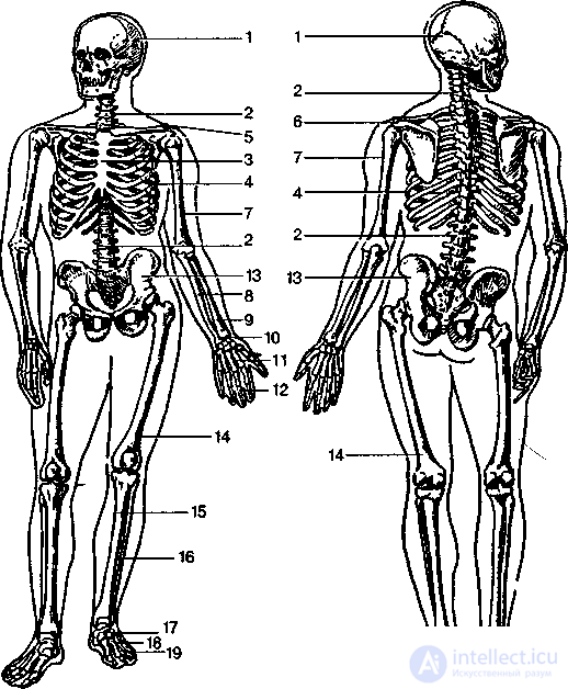 Anatomy, Physiology and Hygiene of the Musculoskeletal System