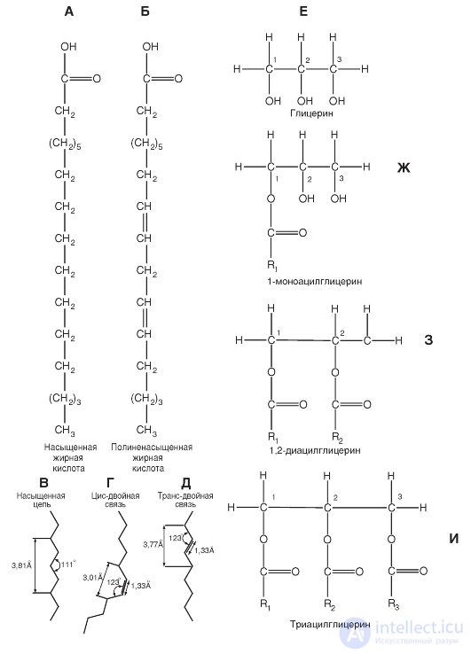 Chapter 1. General physiology of excitable tissues Lipids, Fatty acids Neutral fats, Phosphoglycerides