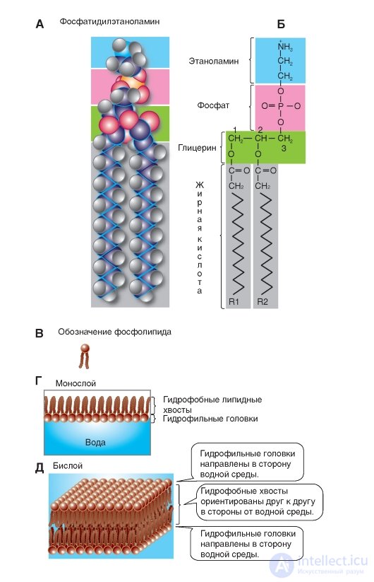 Chapter 1. General physiology of excitable tissues Lipids, Fatty acids Neutral fats, Phosphoglycerides