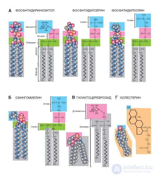   Lipid membranes.  Sphingosine-substituted lipids.  Steroids.  Bilayer lipids.  Lipid mobility 