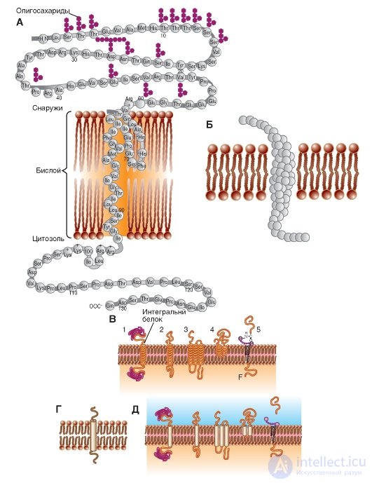   Protein membranes.  Integral membrane proteins in the membrane model. 