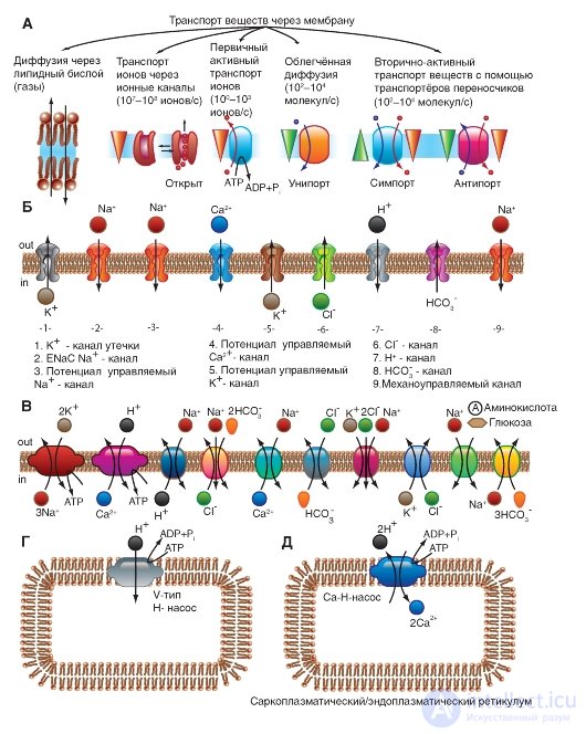   Transport through the membrane.  Na channel.  Planometric organization Na channel.  Volumetric models Model of the Na-channel 