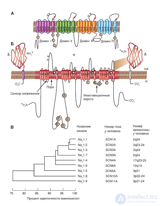   Transport through the membrane.  Na channel.  Planometric organization Na channel.  Volumetric models Model of the Na-channel 