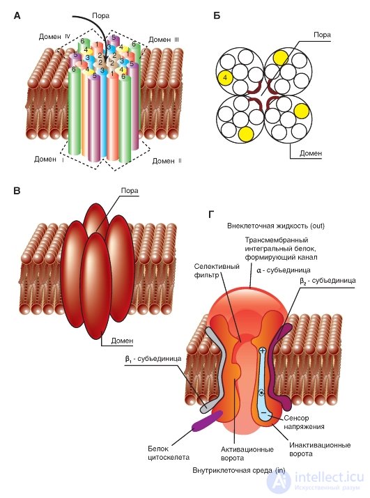   Transport through the membrane.  Na channel.  Planometric organization Na channel.  Volumetric models Model of the Na-channel 