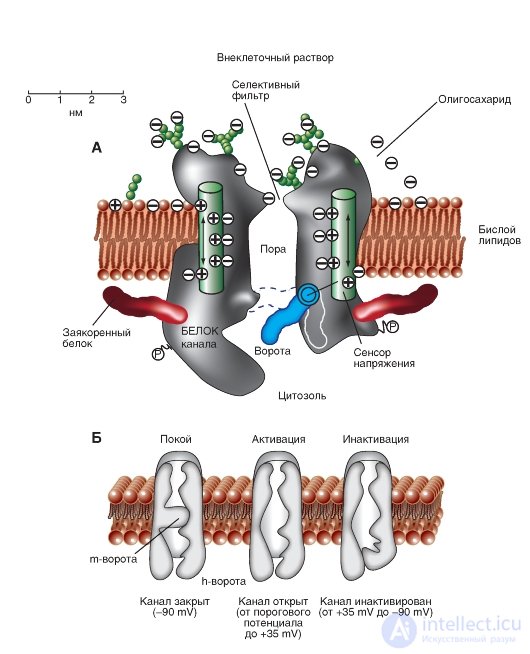   Transport through the membrane.  Na channel.  Planometric organization Na channel.  Volumetric models Model of the Na-channel 