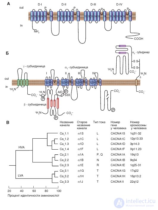   Ca2 channel  Planometric organization.  Calcium currents.  Calcium channel molecular organization 