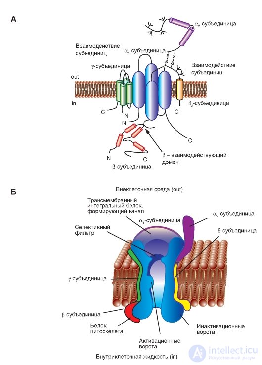   Ca2 channel  Planometric organization.  Calcium currents.  Calcium channel molecular organization 