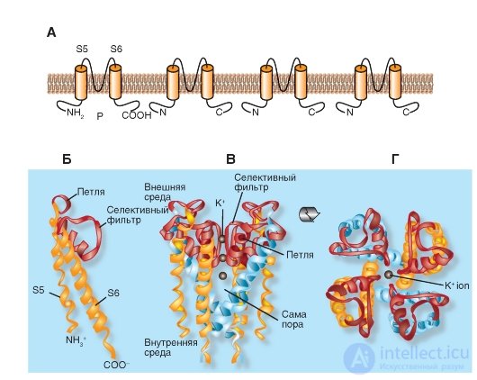   K-channel.  The simplest structure.  Potential-driven K-channels (Kv).  KV family.  Kir Group 