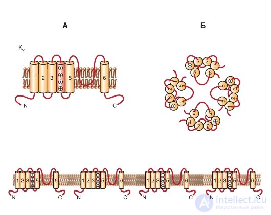   K-channel.  The simplest structure.  Potential-driven K-channels (Kv).  KV family.  Kir Group 