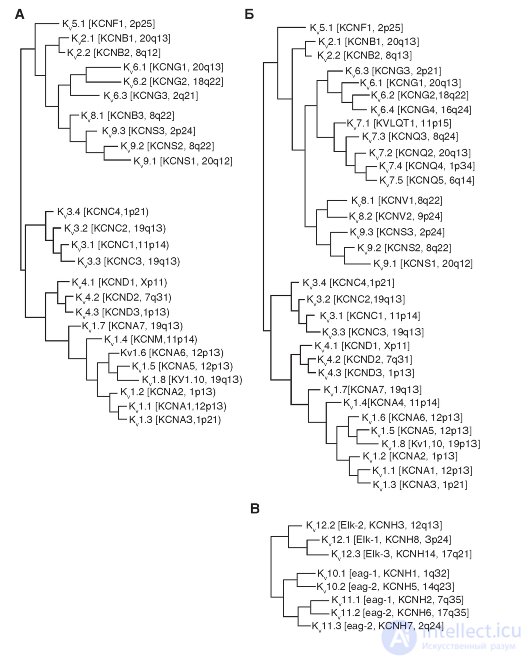   K-channel.  The simplest structure.  Potential-driven K-channels (Kv).  KV family.  Kir Group 