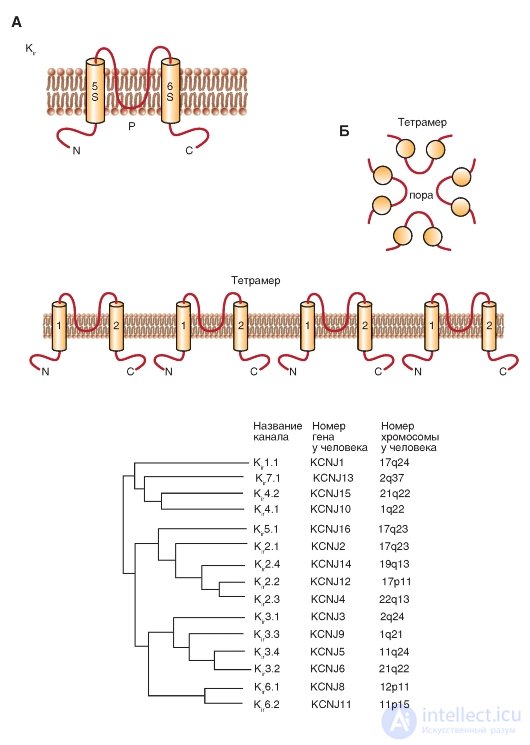   K-channel.  The simplest structure.  Potential-driven K-channels (Kv).  KV family.  Kir Group 