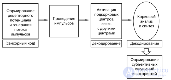 37. Psychophysiology of the Sense Organs